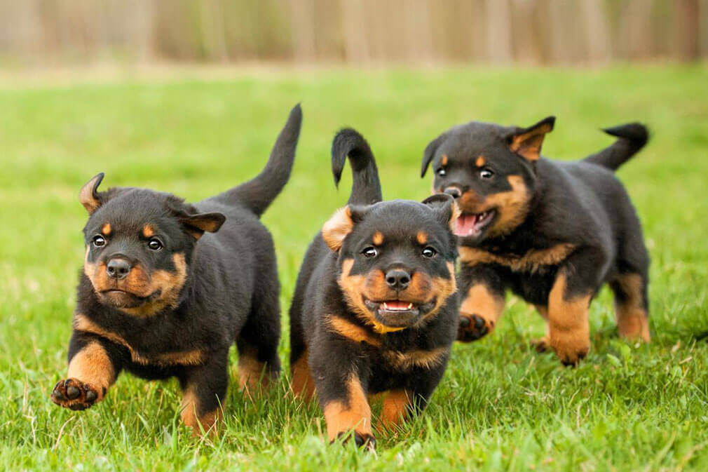 Rottweiler Puppies