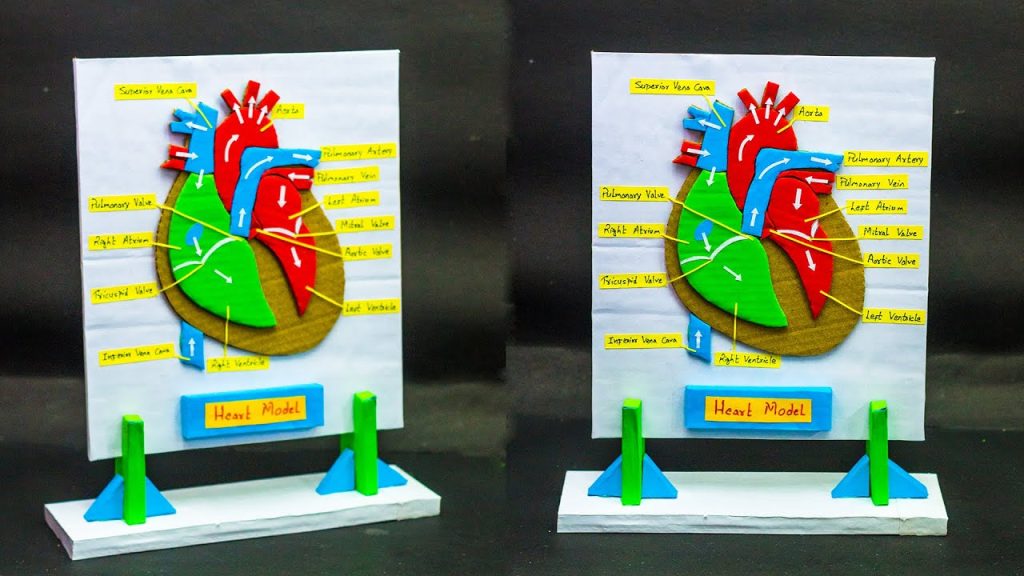 DIY heart model