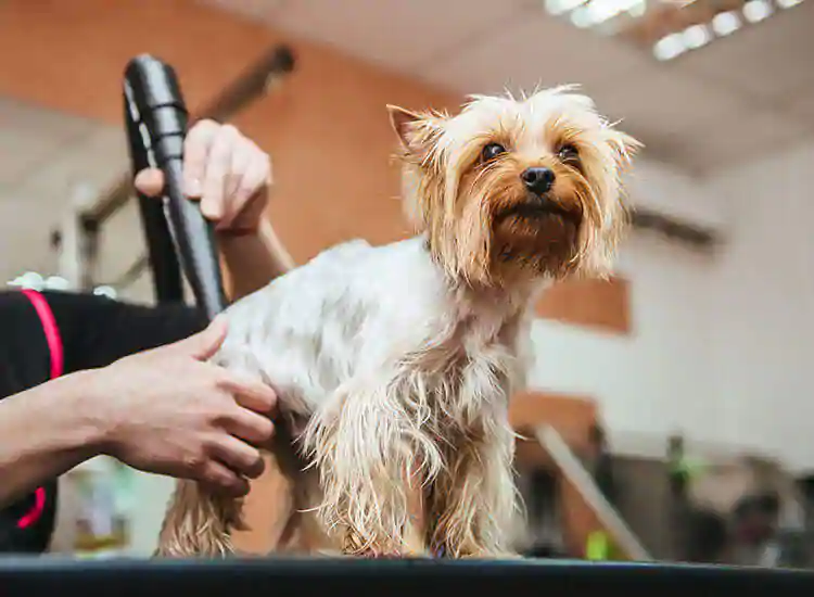 Pet Grooming Care